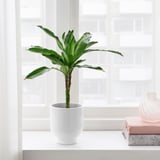 Planta no vaso com livros