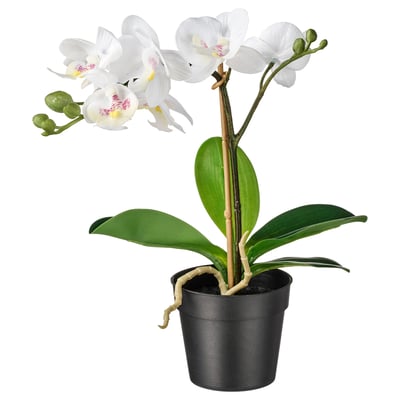 Planta de orquídea branca, acentos roxos, decoração