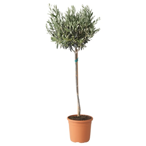 Oliveira: planta de interior em vaso com pequena copa redonda, folhas verde-acinzentadas e tronco marrom-acinzentado.