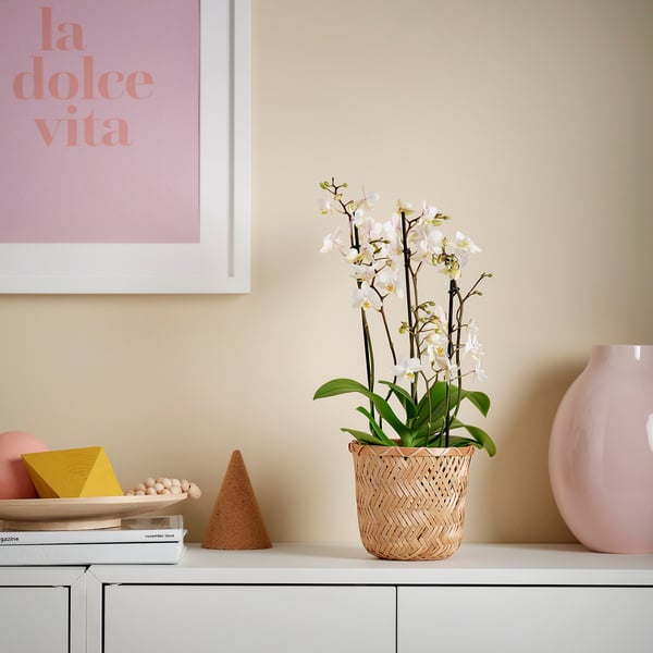 Orquídea PHALAENOPSIS branca em cesto tecido, pequena, na prateleira com livros e vaso.