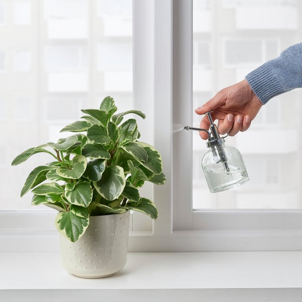 A mão pulveriza a planta com o senhor perto da janela.