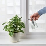 A mão pulveriza a planta com o senhor perto da janela.