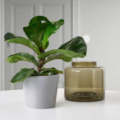 Planta em vaso e vaso em superfície branca.
