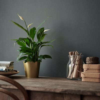 Planta SPATHIPHYLLUM em vaso com flores brancas em um recipiente de plástico marrom.