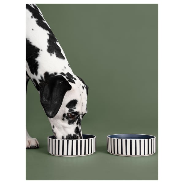 O cão dálmata bebe de tigelas listradas pretas e brancas no chão verde.