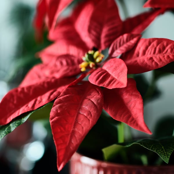 Poinsettia vermelha brilhante, pétalas vívidas, centro amarelo. Planta artificial realista.