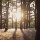 ADLAD Lumânare parfumată pahar, Pădure scandinavă/alb, 40 h
