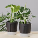 VÅRDTRÄD Maceta con autorriego, int/ext Transparente/carbón, 12 cm