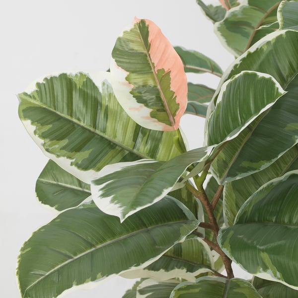 FEJKA Artificial potted plant, in/outdoor Rubber plant, 23 cm