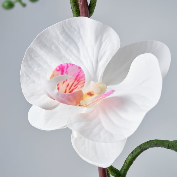 FEJKA Artificial potted plant, Orchid white, 12 cm