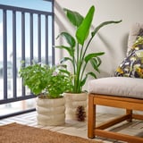 HASSELBUKETT Plant pot, in/outdoor/beige, 19 cm