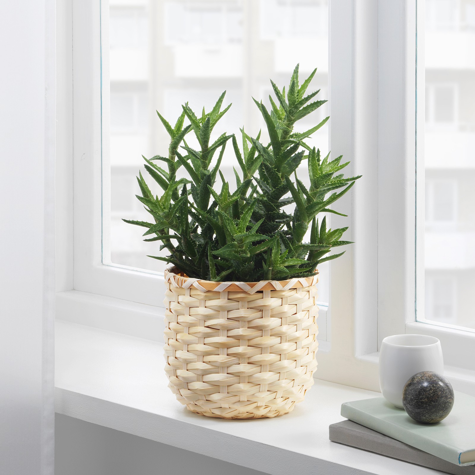Buy Indoor Plant Pots Online in Qatar IKEA