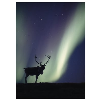 PJÄTTERYD Picture, northern lights deer, 50x70 cm