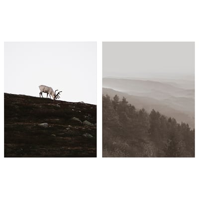 PJÄTTERYD Picture, wandering reindeer, 40x50 cm