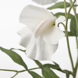 SMYCKA Artificial flower, Sweet pea/white, 60 cm