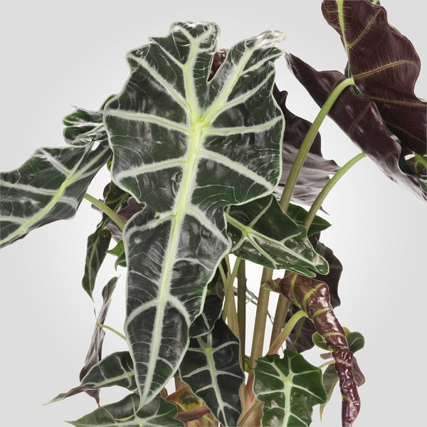 Plantă verde mare, cu frunze albe cu vene izbitoare, sănătoasă și vibrantă.