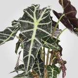 Plantă verde mare, cu frunze albe cu vene izbitoare, sănătoasă și vibrantă.