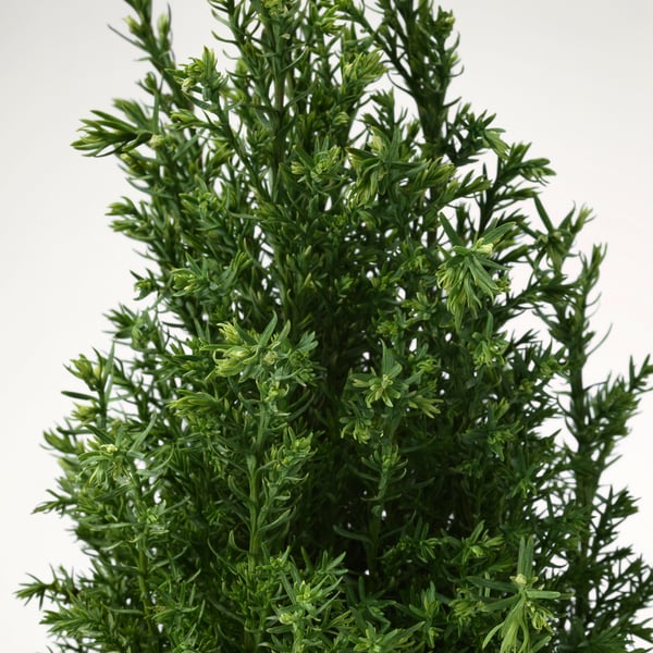 Arbust mic, vibrant, veșnic verde, cu frunze dense, asemănătoare acului. Sănătos și bine cultivat, afișat pe un fundal simplu.
