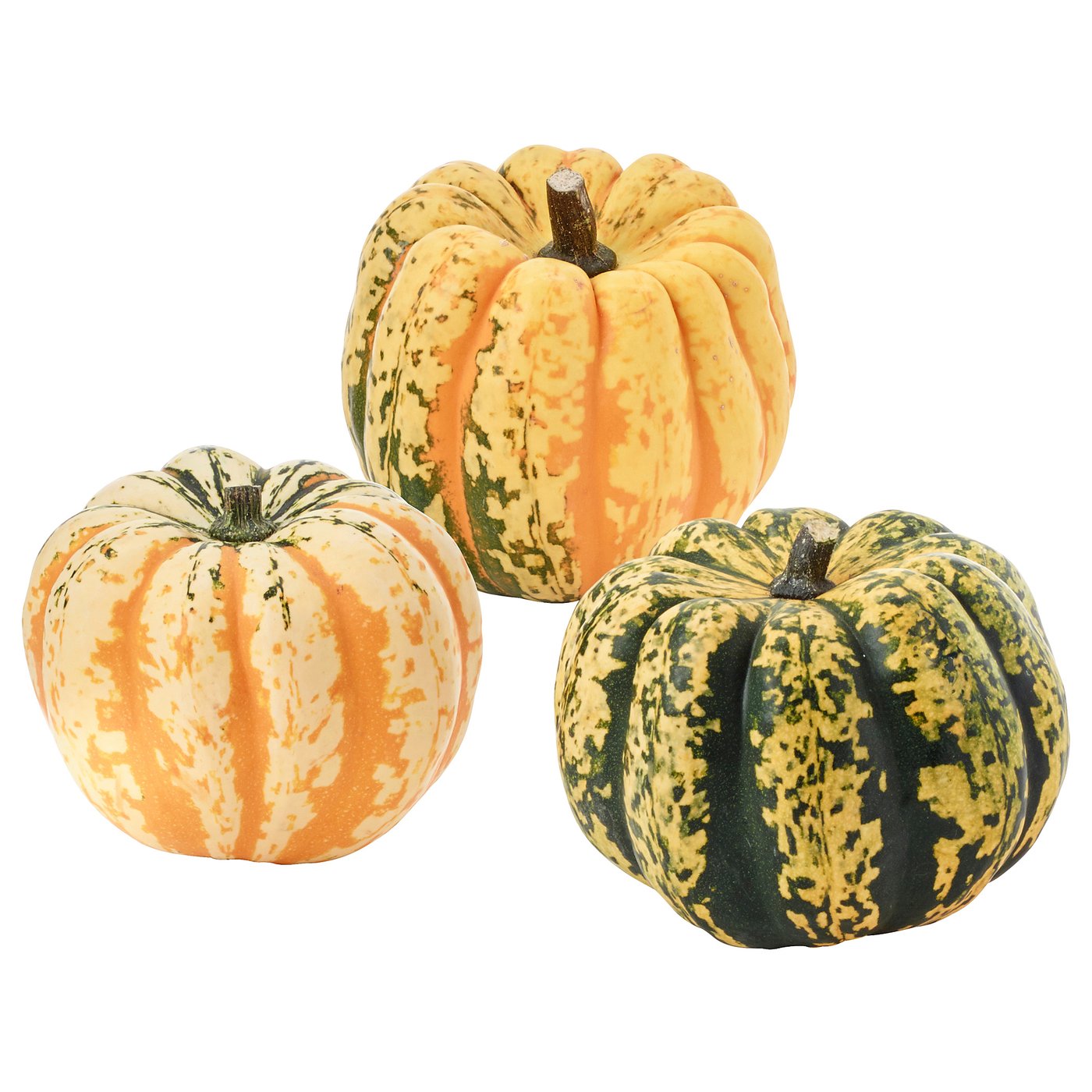 CUCURBITA