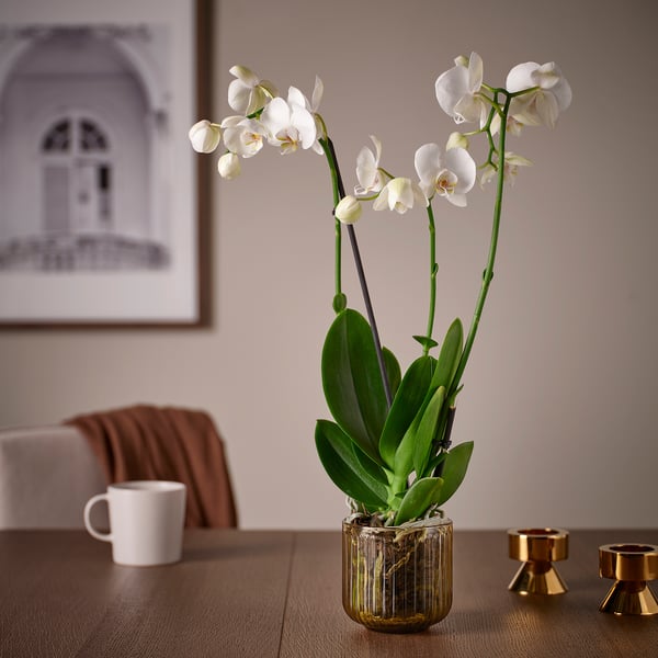 GRADVIS Ghiveci, interior/exterior/maro des, 9 cm