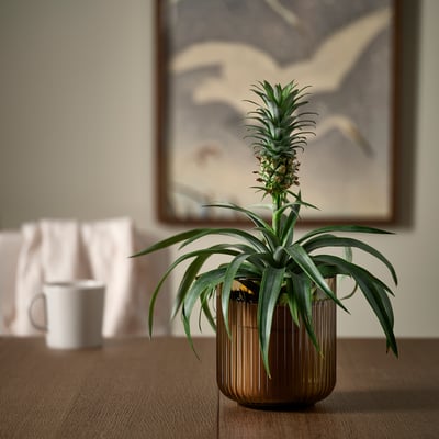 GRADVIS Ghiveci, interior/exterior/maro des, 12 cm