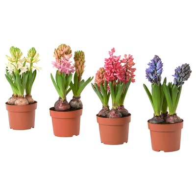 Cinci zambile în ghivece maro, afișând flori albe, roz, coral, violet și albastru închis. Plante de interior vibrante și colorate.