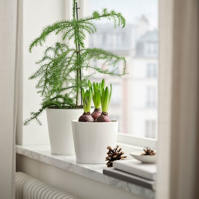 O plantă mică de HYACINTHUS în ghiveci cu frunze verzi stă lângă fereastră, lângă feriga mai mare; ghivece albe, lumină naturală.