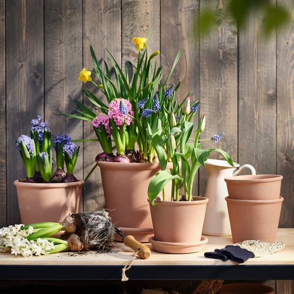 HYACINTHUS Plantă naturală, culori asortate, 12 cm