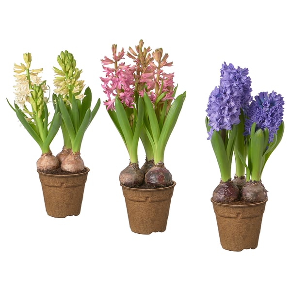 HYACINTHUS Plantă naturală, culori asortate, 12 cm