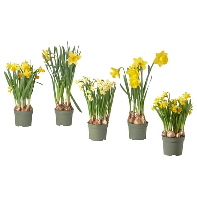 Șase narcise galbene în ghiveci, luminând spațiile interioare. Ghivece din plastic verde, design simplu și proaspăt.