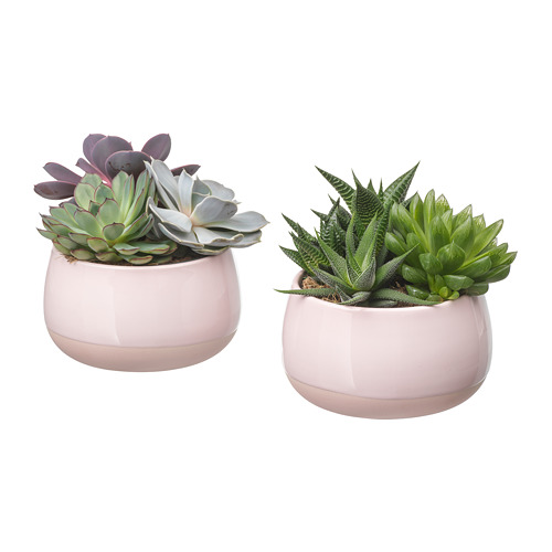 SUCCULENT Plantă naturală în ghiveci IKEA