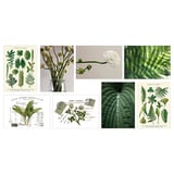 Cărți de artă cu tematică verde cu ilustrații și fotografii de plante.