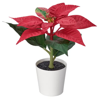 Poinsettia albă artificială.