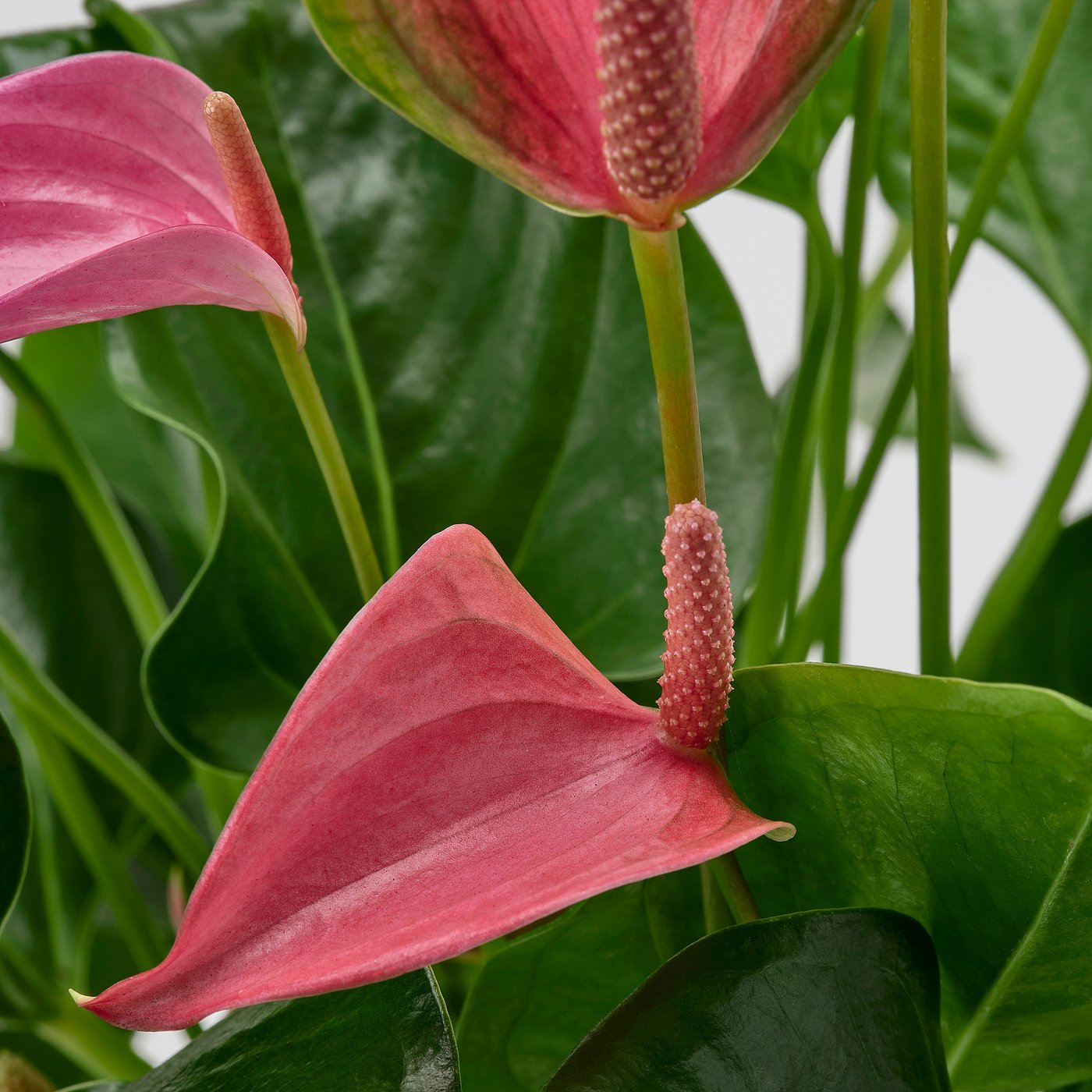 ANTHURIUM Zasađena biljka, anturijum raznobojno, 17 cm