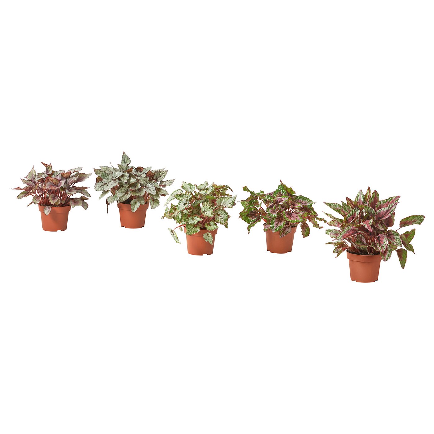 Biljka u saksiji, 12 cm