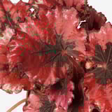 BEGONIA Biljka u saksiji, begonija/raznovrsno, 12 cm