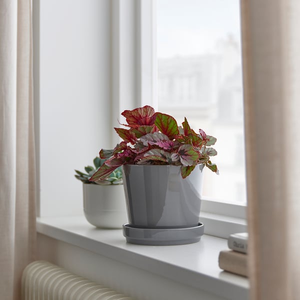 BEGONIA Biljka u saksiji, begonija/raznovrsno, 12 cm