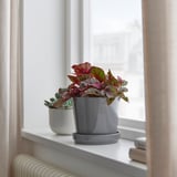 BEGONIA Biljka u saksiji, begonija/raznovrsno, 12 cm