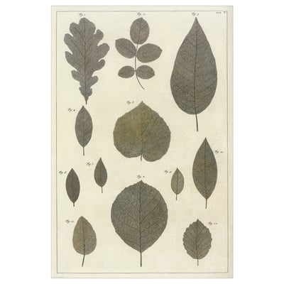 BILD Poster, kolekcija botaničkog lišća, 61x91 cm