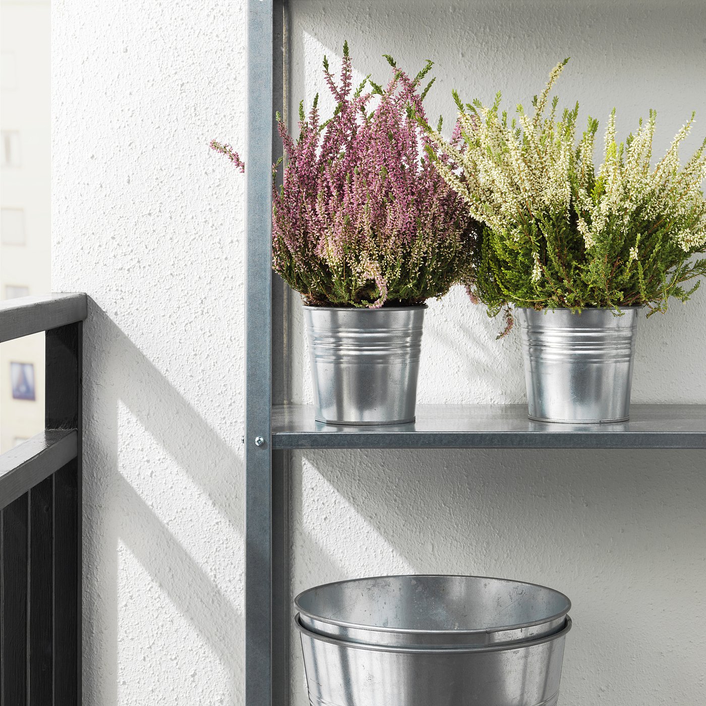 CALLUNA Biljka u saksiji, sobni vres/odabrane boje, 13 cm