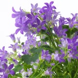 CAMPANULA PORTENSCHLAGIANA Biljka u saksiji, zvončić, 10.5 cm
