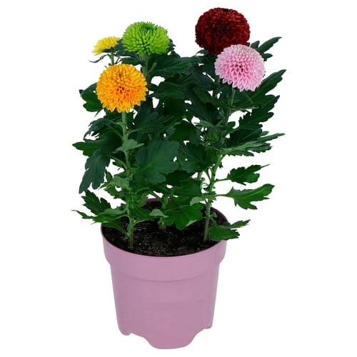CHRYSANTHEMUM Biljka u saksiji, hrizantema, 14 cm
