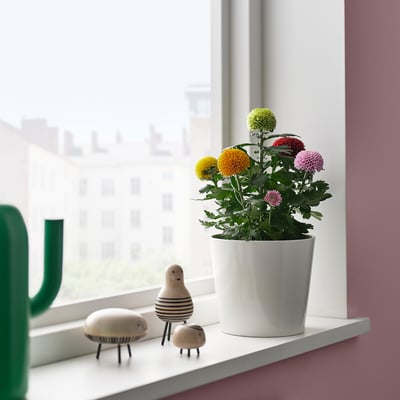 CHRYSANTHEMUM Biljka u saksiji, hrizantema, 14 cm