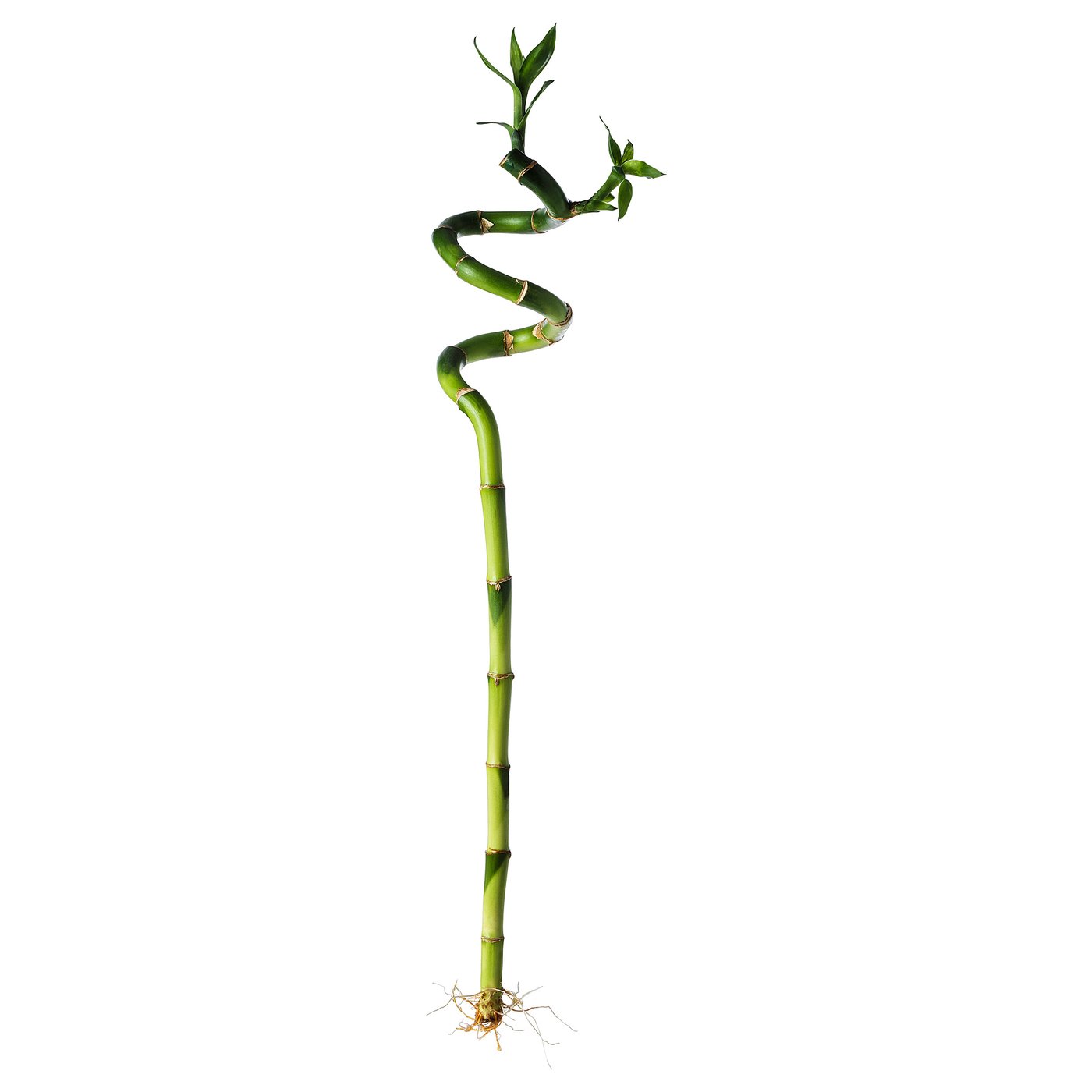 Biljka, 45 cm