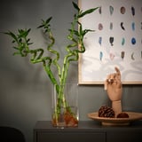 DRACAENA Biljka, bambus dracena/spiralno, 45 cm