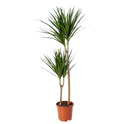 DRACAENA MARGINATA Zasađena biljka, zmajevo drvo/2 stabljike, 19 cm