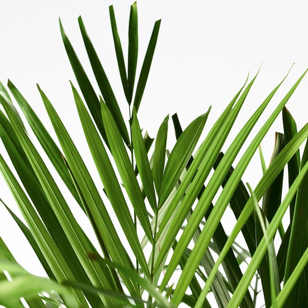 DYPSIS LUTESCENS Biljka u saksiji, palma areka, 24 cm