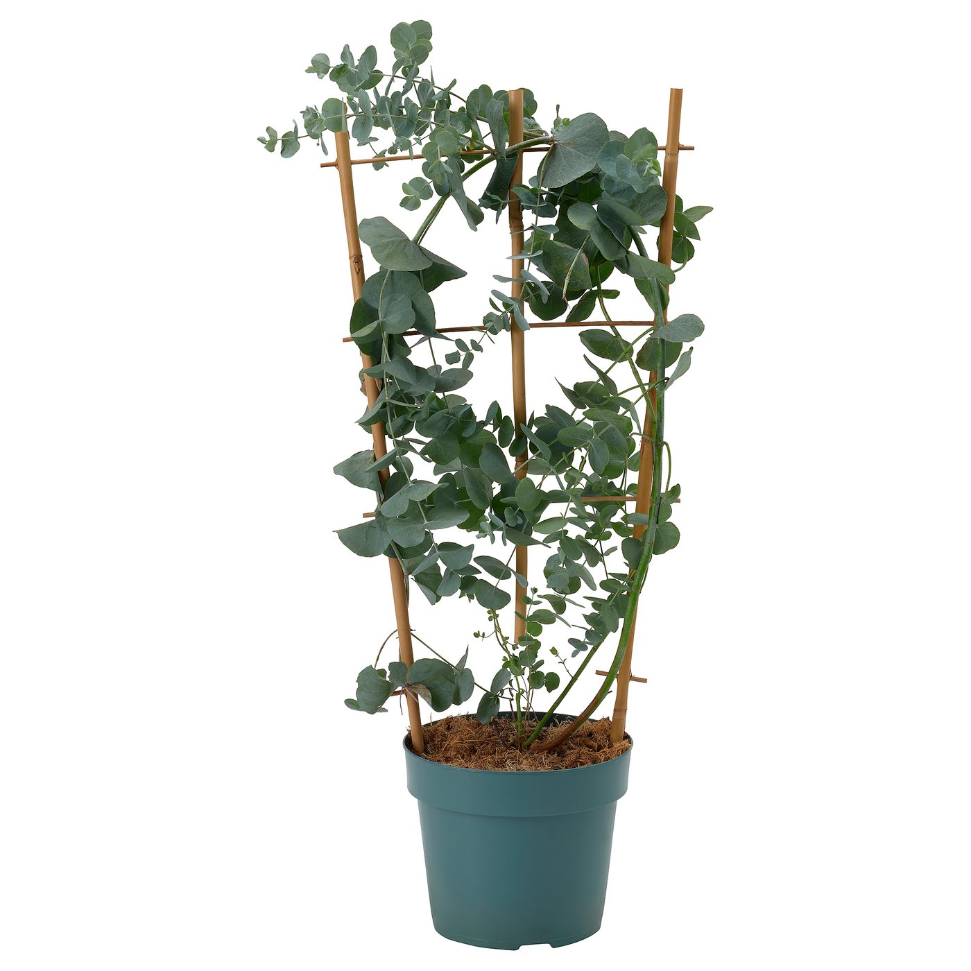 Biljka u saksiji, 17 cm