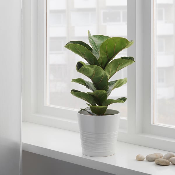 FICUS LYRATA BAMBINO Biljka u saksiji, fikus lirata, 12 cm