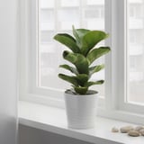 FICUS LYRATA BAMBINO Biljka u saksiji, fikus lirata, 12 cm